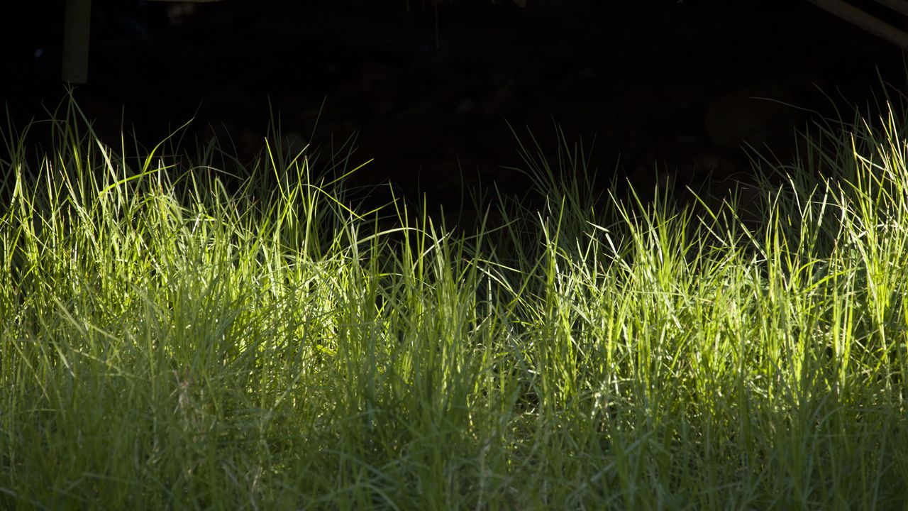 Wallpaper grass, greenery, black background, light, macro