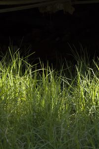 Preview wallpaper grass, greenery, black background, light, macro