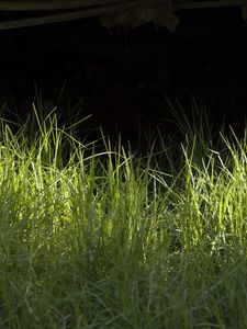 Preview wallpaper grass, greenery, black background, light, macro