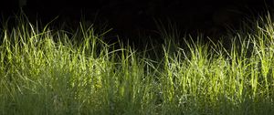 Preview wallpaper grass, greenery, black background, light, macro