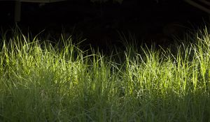 Preview wallpaper grass, greenery, black background, light, macro