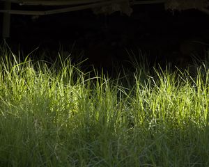 Preview wallpaper grass, greenery, black background, light, macro