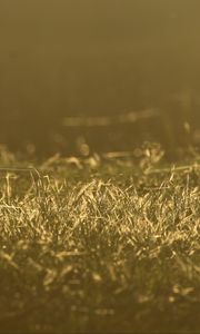 Preview wallpaper grass, greenery, light, macro