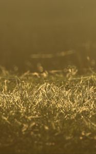 Preview wallpaper grass, greenery, light, macro