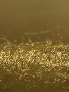 Preview wallpaper grass, greenery, light, macro