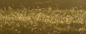 Preview wallpaper grass, greenery, light, macro