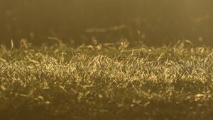 Preview wallpaper grass, greenery, light, macro