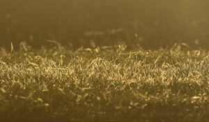 Preview wallpaper grass, greenery, light, macro