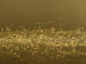 Preview wallpaper grass, greenery, light, macro