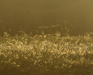 Preview wallpaper grass, greenery, light, macro