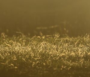 Preview wallpaper grass, greenery, light, macro