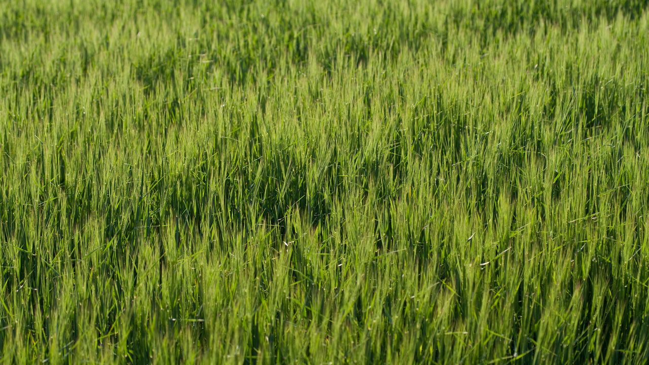 Wallpaper grass, greenery, macro, green