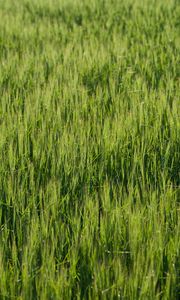 Preview wallpaper grass, greenery, macro, green