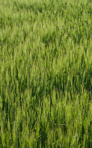 Preview wallpaper grass, greenery, macro, green