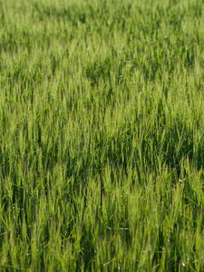 Preview wallpaper grass, greenery, macro, green