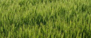 Preview wallpaper grass, greenery, macro, green