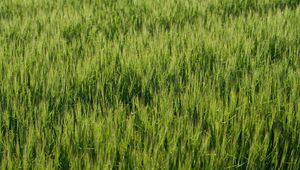 Preview wallpaper grass, greenery, macro, green