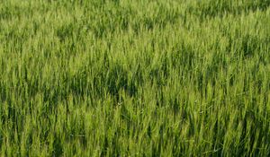 Preview wallpaper grass, greenery, macro, green