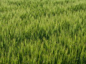 Preview wallpaper grass, greenery, macro, green