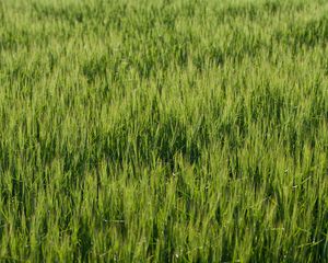 Preview wallpaper grass, greenery, macro, green