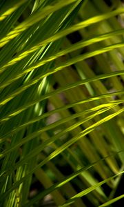 Preview wallpaper grass, greenery, macro, sunlight, shadows