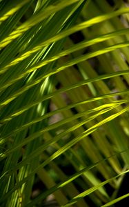 Preview wallpaper grass, greenery, macro, sunlight, shadows