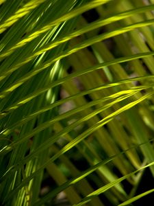 Preview wallpaper grass, greenery, macro, sunlight, shadows