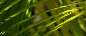 Preview wallpaper grass, greenery, macro, sunlight, shadows