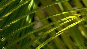 Preview wallpaper grass, greenery, macro, sunlight, shadows