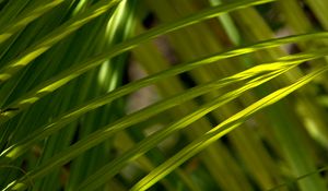 Preview wallpaper grass, greenery, macro, sunlight, shadows