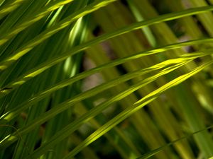 Preview wallpaper grass, greenery, macro, sunlight, shadows