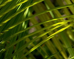 Preview wallpaper grass, greenery, macro, sunlight, shadows