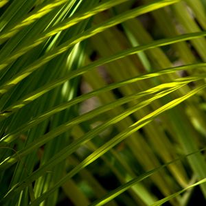 Preview wallpaper grass, greenery, macro, sunlight, shadows