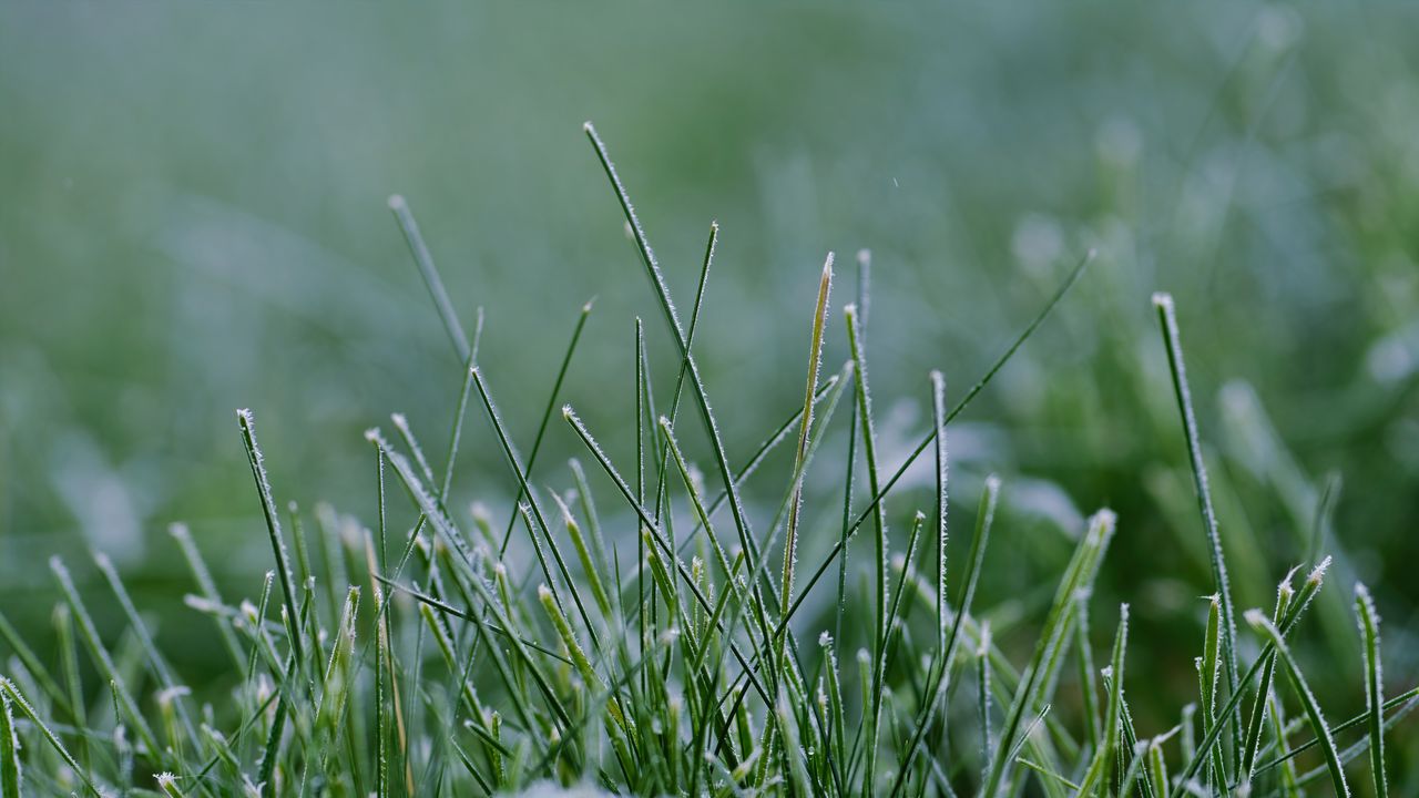 Wallpaper grass, greenery, macro, background