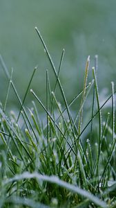 Preview wallpaper grass, greenery, macro, background