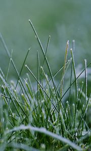 Preview wallpaper grass, greenery, macro, background