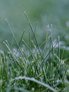 Preview wallpaper grass, greenery, macro, background