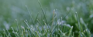 Preview wallpaper grass, greenery, macro, background