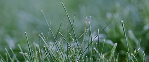 Preview wallpaper grass, greenery, macro, background