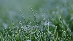 Preview wallpaper grass, greenery, macro, background