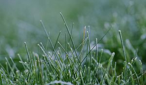 Preview wallpaper grass, greenery, macro, background