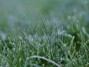 Preview wallpaper grass, greenery, macro, background