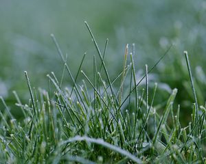 Preview wallpaper grass, greenery, macro, background