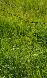 Preview wallpaper grass, greenery, plants, barbed wire, fencing