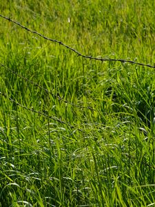 Preview wallpaper grass, greenery, plants, barbed wire, fencing