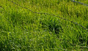 Preview wallpaper grass, greenery, plants, barbed wire, fencing