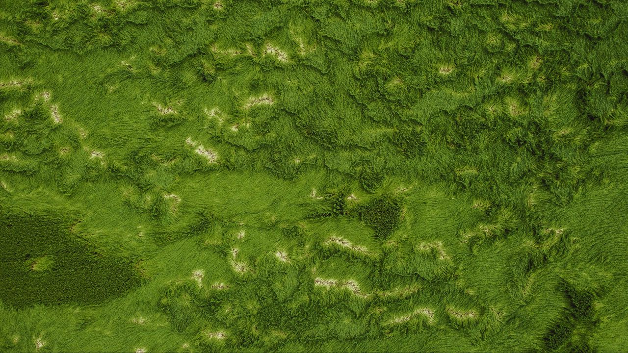 Wallpaper grass, greens, aerial view, ground, surface