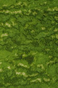 Preview wallpaper grass, greens, aerial view, ground, surface