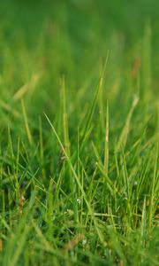 Preview wallpaper grass, greens, dew, drops, macro