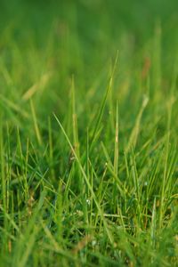 Preview wallpaper grass, greens, dew, drops, macro